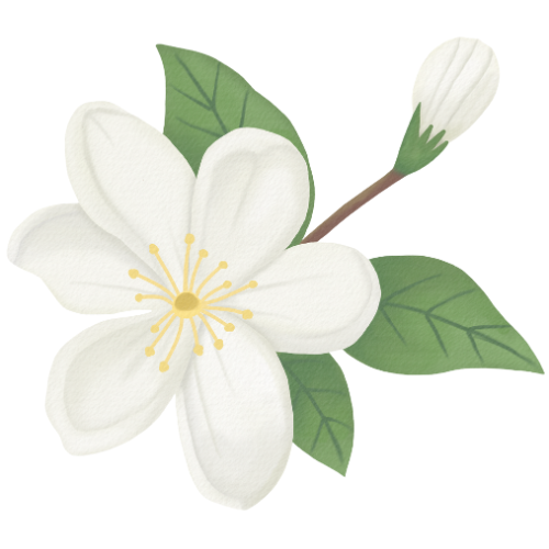 Vanilla