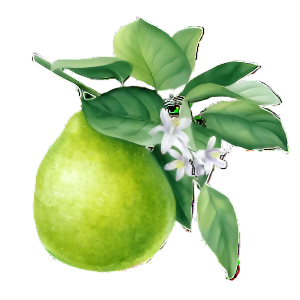 BERGAMOT